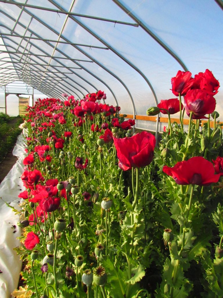 Poppy Hungarian Breadseed Homeward Bounty Farm