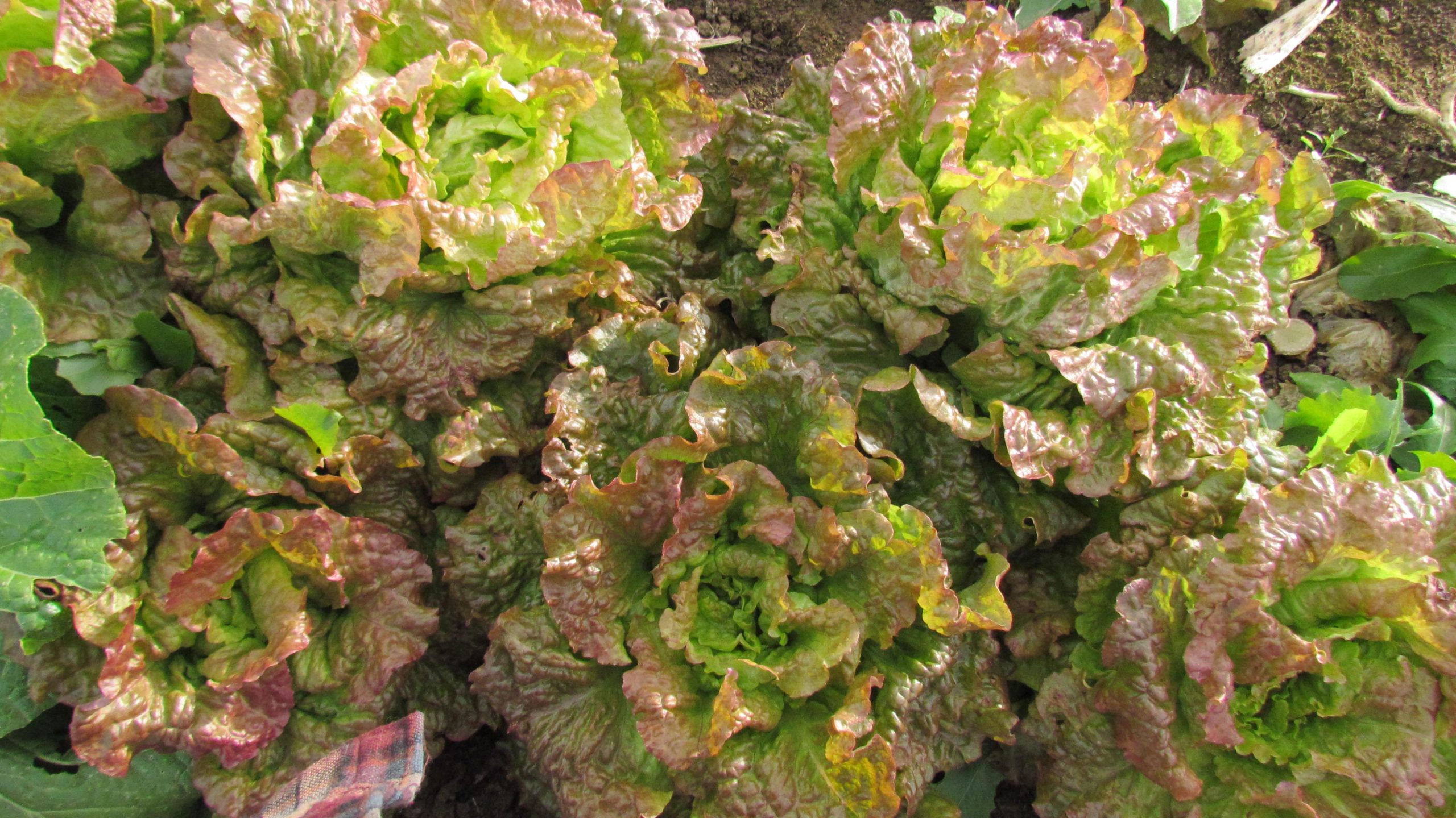 Lettuce – Woman | Homeward Bounty Farm