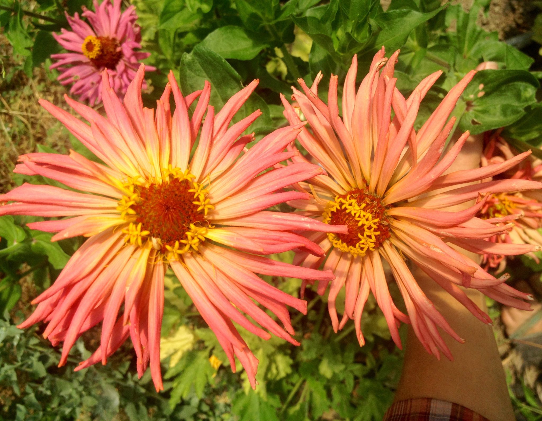 Zinnia Cactus Homeward Bounty Farm