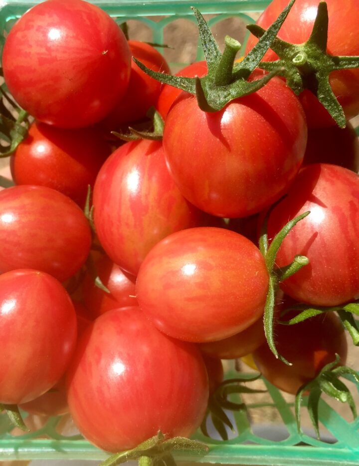 Tomatos, Product categories