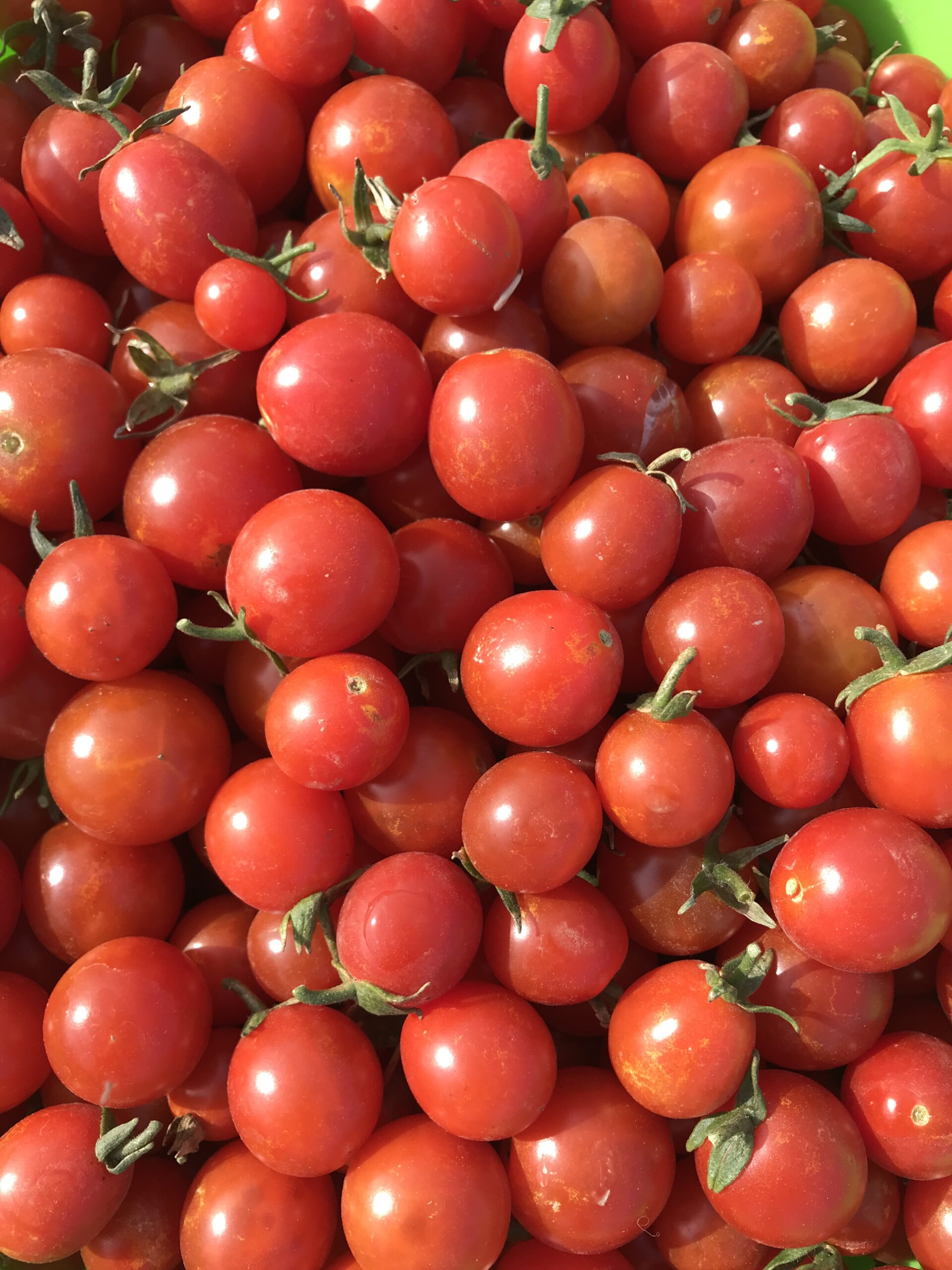 Cherry Tomato- Sweetie