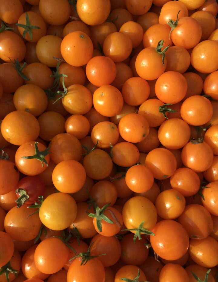 Cherry Tomato- Sweet Orange II