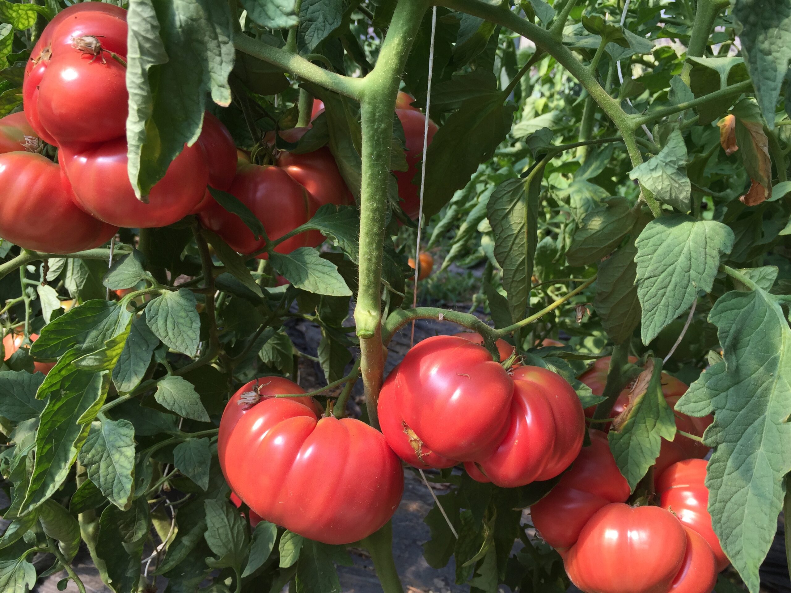 Tomato Seeds, Brandywine Sudduth's Strain