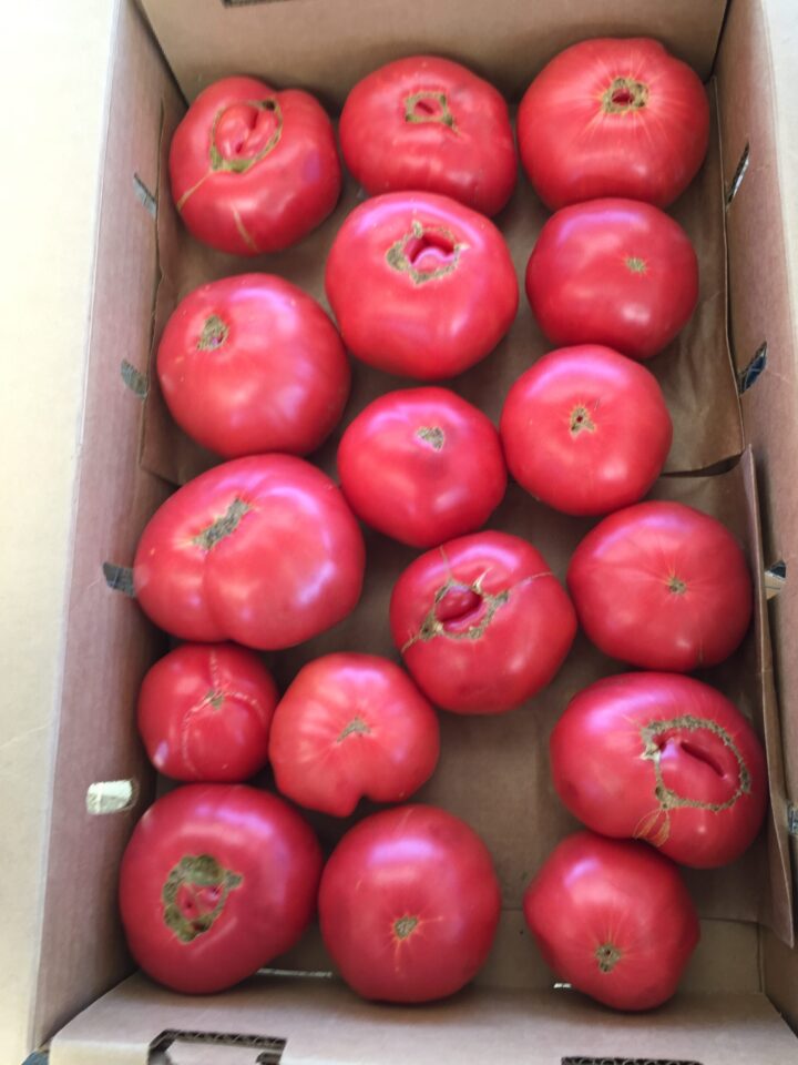 Tomato Brandywine (Sudduth’s Strain) Homeward Bounty Farm