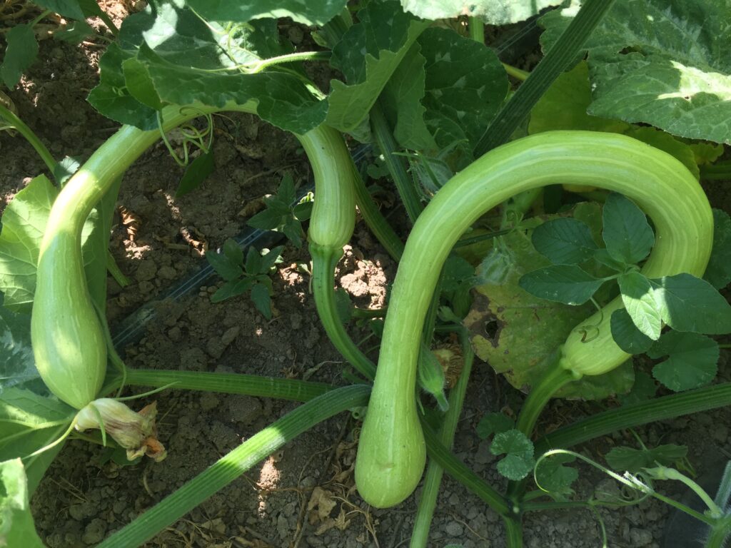 Zucchini Tromboncino Homeward Bounty Farm