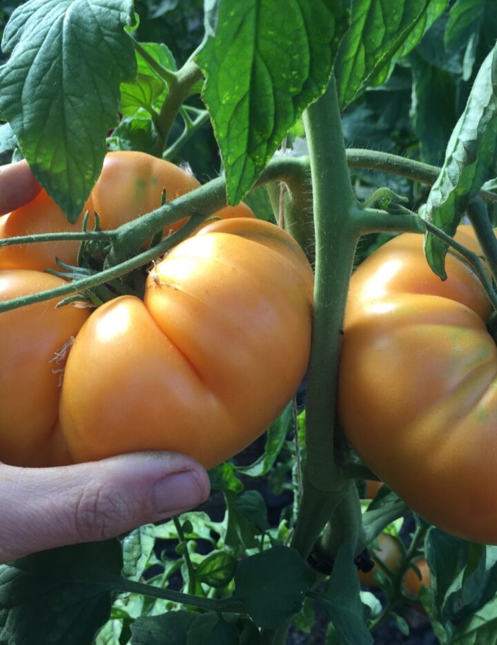 5 Packs of 25 Seeds Brandywine Sudduth Strain - Organic Heirloom Tomato  Seeds : : Garden