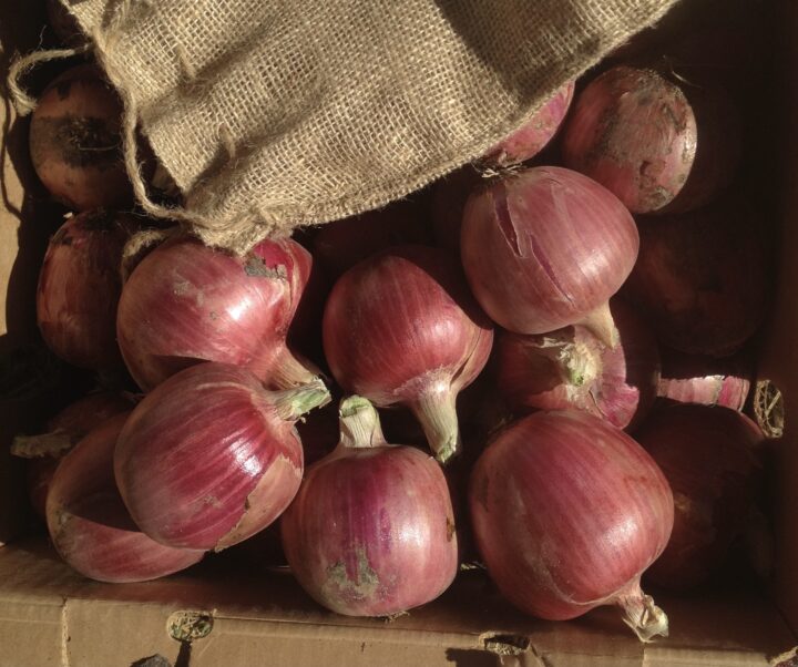 Onion - Rosa di Milano