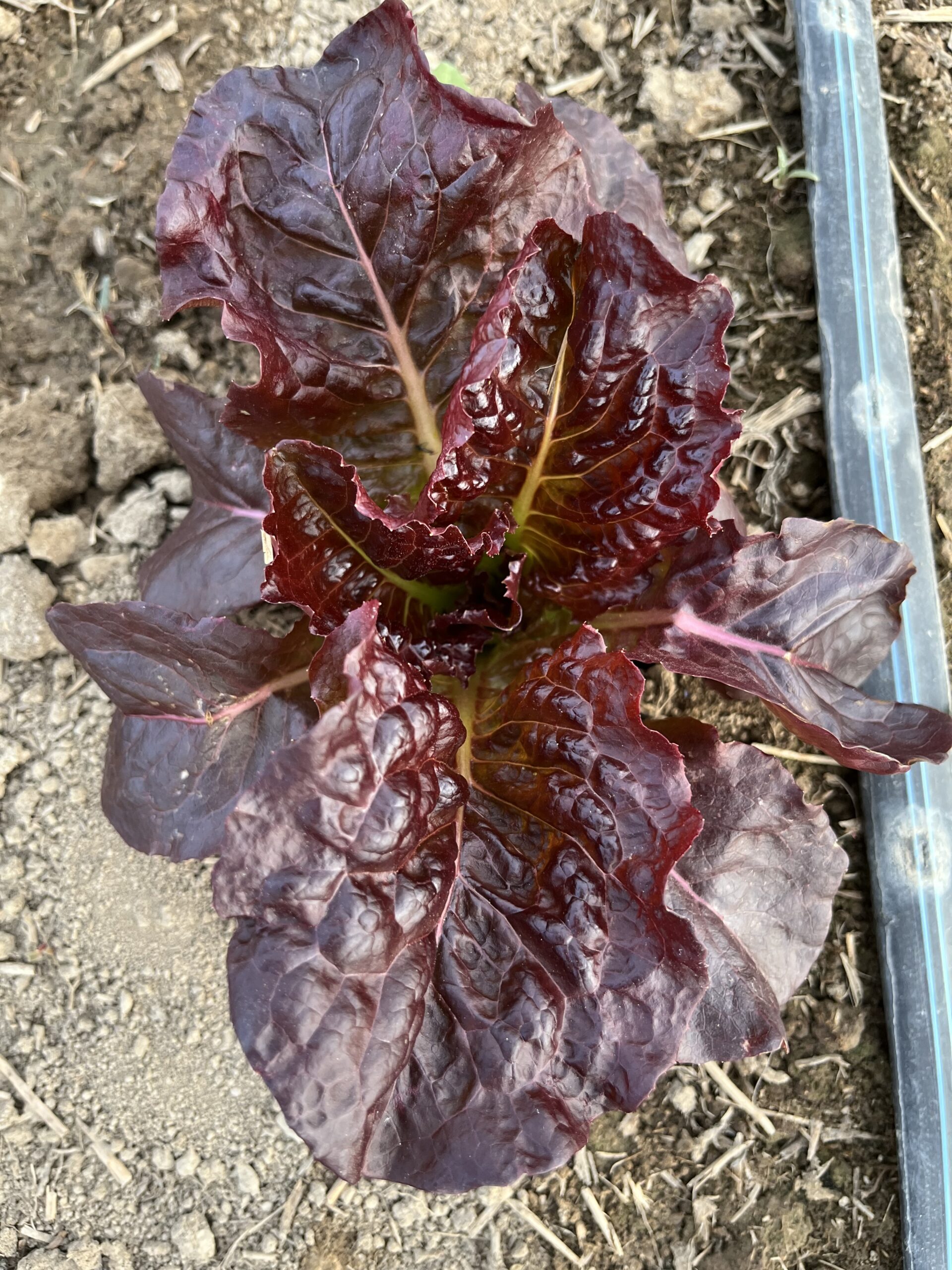 Lettuce - Outredgeous