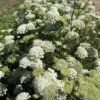 Flowering Coral carrots for seed
